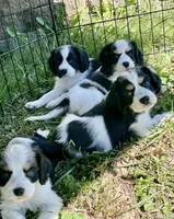 Purdy, a female Cocker Spaniel and Cavalier King Charles Spaniel for sale in New Castle, IN – 7 of 10