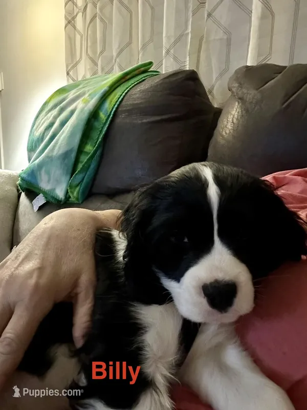 Billy – Cocker Spaniel, Cavalier King Charles Spaniel puppy for sale in New Castle, IN