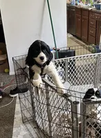 Billy, a male Cocker Spaniel and Cavalier King Charles Spaniel for sale in New Castle, IN – 2 of 2