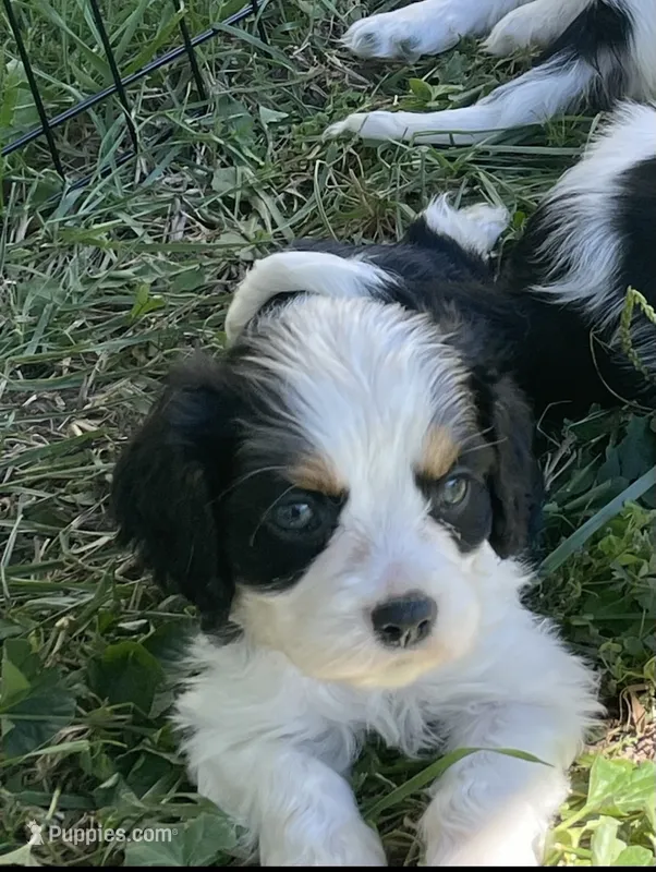 George – Cocker Spaniel, Cavalier King Charles Spaniel puppy for sale in New Castle, IN