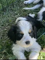 George, a male Cocker Spaniel and Cavalier King Charles Spaniel for sale in New Castle, IN – 1 of 9
