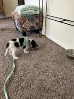 Purdy, a female Cocker Spaniel and Cavalier King Charles Spaniel for sale in New Castle, IN – 4 of 10