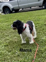 George, a male Cocker Spaniel and Cavalier King Charles Spaniel for sale in New Castle, IN – 6 of 9