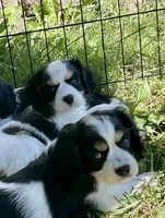 Purdy, a female Cocker Spaniel and Cavalier King Charles Spaniel for sale in New Castle, IN – 6 of 10