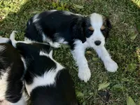 George, a male Cocker Spaniel and Cavalier King Charles Spaniel for sale in New Castle, IN – 5 of 9
