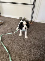 Purdy, a female Cocker Spaniel and Cavalier King Charles Spaniel for sale in New Castle, IN – 10 of 10