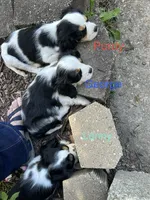 Purdy, a female Cocker Spaniel and Cavalier King Charles Spaniel for sale in New Castle, IN – 8 of 10