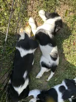 Purdy, a female Cocker Spaniel and Cavalier King Charles Spaniel for sale in New Castle, IN – 9 of 10