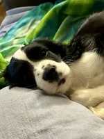Freddie, a male Cocker Spaniel and Cavalier King Charles Spaniel for sale in New Castle, IN – 6 of 6