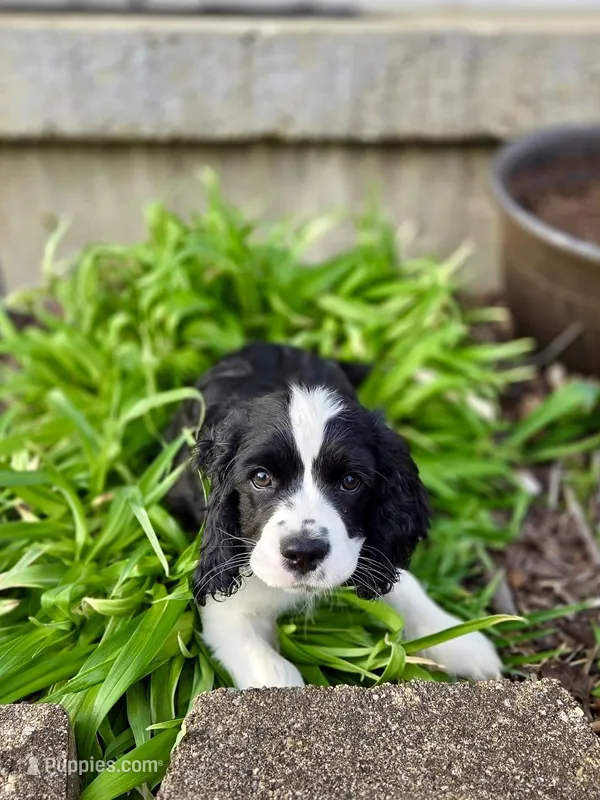 Freddie – Cocker Spaniel, Cavalier King Charles Spaniel puppy for sale in New Castle, IN