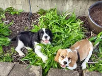 Freddie, a male Cocker Spaniel and Cavalier King Charles Spaniel for sale in New Castle, IN – 4 of 6