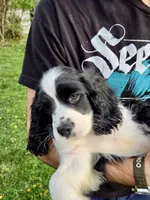 Freddie, a male Cocker Spaniel and Cavalier King Charles Spaniel for sale in New Castle, IN – 5 of 6
