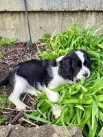 Freddie, a male Cocker Spaniel and Cavalier King Charles Spaniel for sale in New Castle, IN – 3 of 6