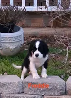 Freddie, a male Cocker Spaniel and Cavalier King Charles Spaniel for sale in New Castle, IN – 2 of 6