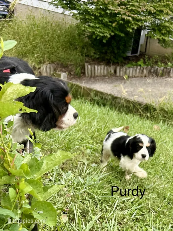 Purdy – Cocker Spaniel, Cavalier King Charles Spaniel puppy for sale in New Castle, IN