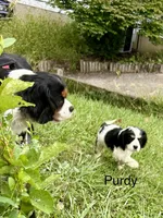 Purdy, a female Cocker Spaniel and Cavalier King Charles Spaniel for sale in New Castle, IN – 1 of 10