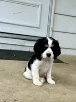 Lenny, a male Cocker Spaniel and Cavalier King Charles Spaniel for sale in New Castle, IN – 2 of 7