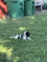 Purdy, a female Cocker Spaniel and Cavalier King Charles Spaniel for sale in New Castle, IN – 2 of 10