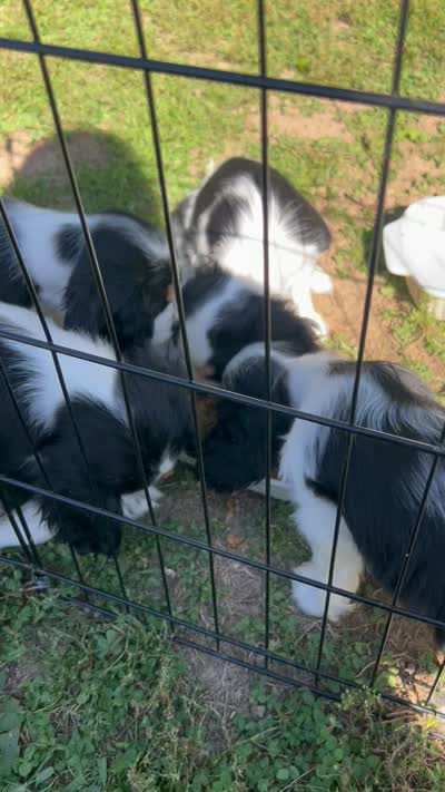 George, a male Cocker Spaniel and Cavalier King Charles Spaniel for sale in New Castle, IN – 9 of 9