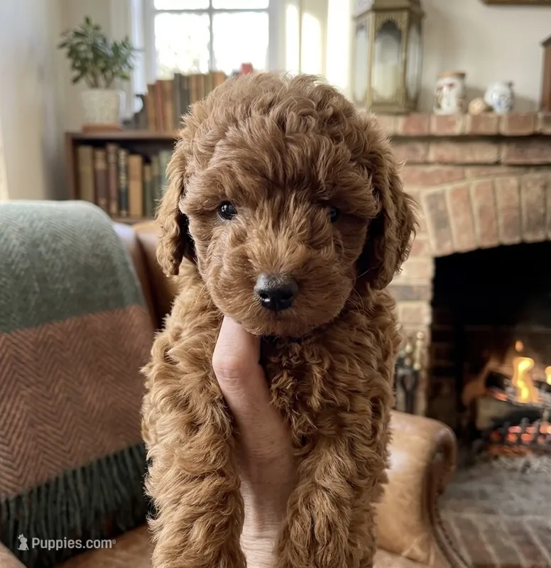 Poodle – Poodle - Miniature  puppy for sale in Anaheim, CA