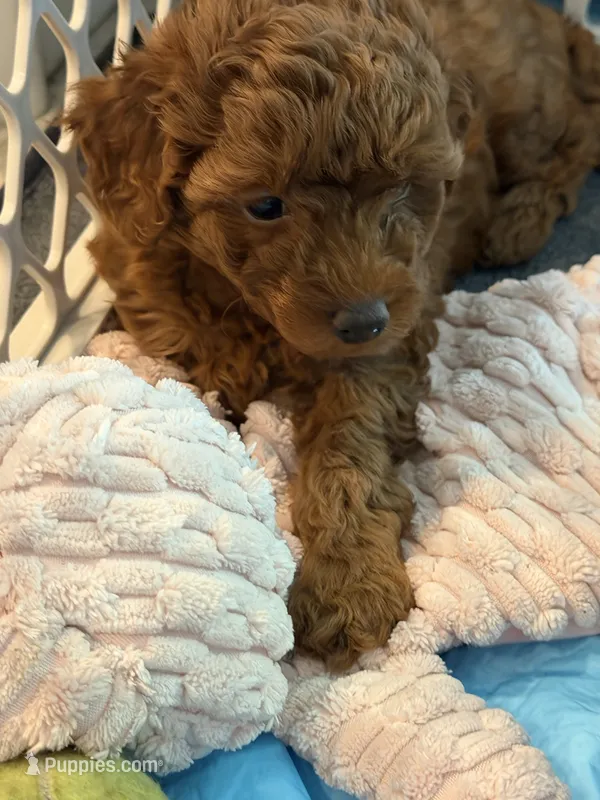 Poodle puppy  – Poodle - Miniature  puppy for sale in Anaheim, CA