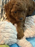 Poodle puppy , a male Poodle - Miniature  for sale in Anaheim, CA – 1 of 1