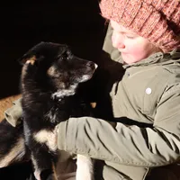 Sparkle, a female Shiba Inu for sale in Charles City, IA – Photo 8 of 9