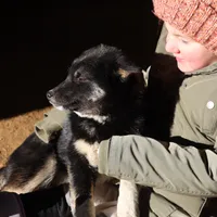Sparkle, a female Shiba Inu for sale in Charles City, IA – Photo 7 of 9