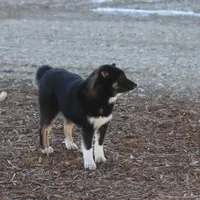 Sparkle, a female Shiba Inu for sale in Charles City, IA – Photo 2 of 9