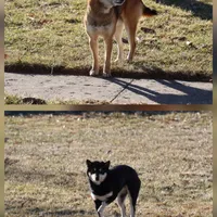 Sparkle, a female Shiba Inu for sale in Charles City, IA – Photo 6 of 9