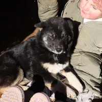 Sparkle, a female Shiba Inu for sale in Charles City, IA – Photo 9 of 9