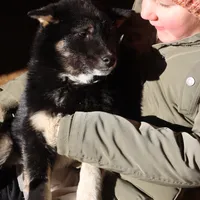 Sparkle, a female Shiba Inu for sale in Charles City, IA – Photo 4 of 9