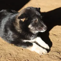 Sparkle, a female Shiba Inu for sale in Charles City, IA – Photo 3 of 9