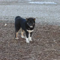 Sparkle, a female Shiba Inu for sale in Charles City, IA – Photo 5 of 9