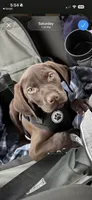 Winston, a male German Shorthaired Pointer for sale in Ore City, TX – 4 of 6