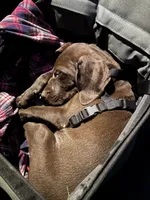Winston, a male German Shorthaired Pointer for sale in Ore City, TX – 3 of 6