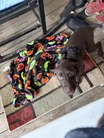 Winston, a male German Shorthaired Pointer for sale in Ore City, TX – 5 of 6
