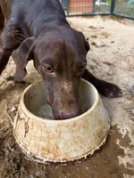 Winston, a male German Shorthaired Pointer for sale in Ore City, TX – 2 of 6