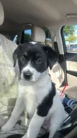 Kleo, a female Border Collie and Labrador Retriever for sale in New Braunfels, TX – 3 of 3