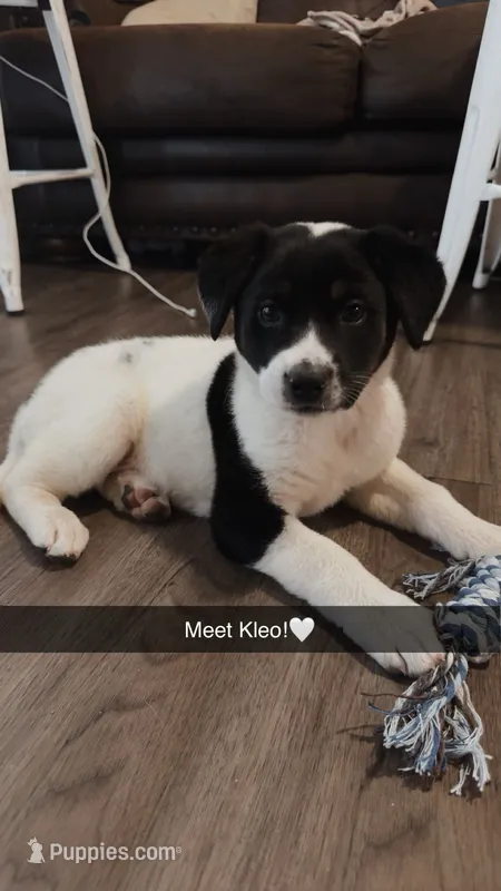 Kleo – Border Collie, Labrador Retriever puppy for sale in New Braunfels, TX