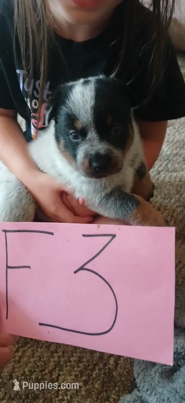 Callie – Australian Cattle Dog puppy for sale in Media, IL