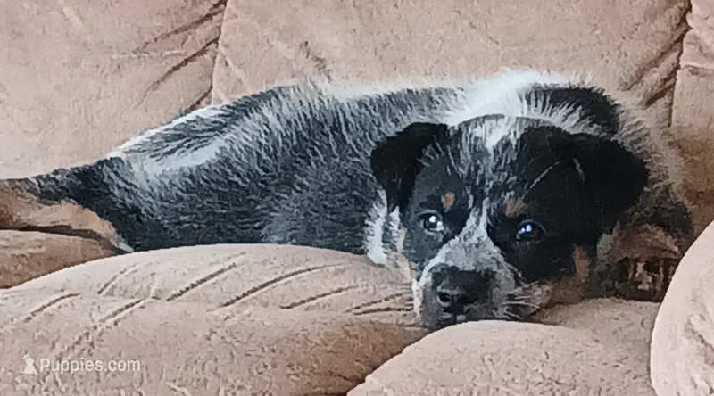Bailey – Australian Cattle Dog puppy for sale in Media, IL