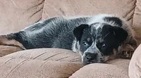 Bailey, a female Australian Cattle Dog for sale in Media, IL – 1 of 4