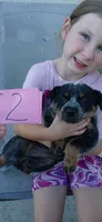 Bailey, a female Australian Cattle Dog for sale in Media, IL – 3 of 4