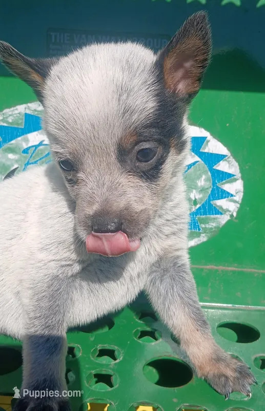 Bailey – Australian Cattle Dog puppy for sale in Media, IL