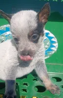 Bailey, a female Australian Cattle Dog for sale in Media, IL – 1 of 2