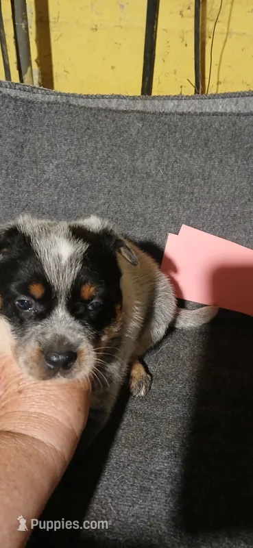 Bailey – Australian Cattle Dog puppy for sale in Media, IL