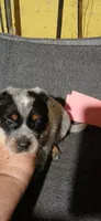 Bailey, a female Australian Cattle Dog for sale in Media, IL – 1 of 2
