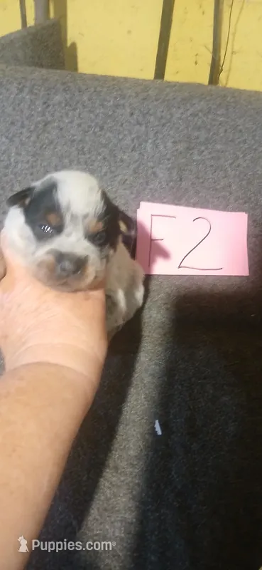 Bailey – Australian Cattle Dog puppy for sale in Media, IL