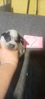 Bailey, a female Australian Cattle Dog for sale in Media, IL – 1 of 2